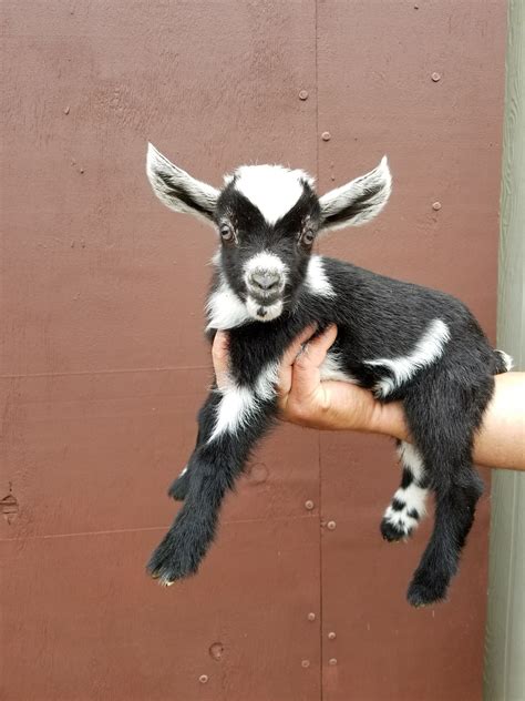 Mini goats for sale - Description. Teacup pygmy goats, Mini goats near me, Micro mini goats. We have baby Nigerian Dwarf Goats Available with Excellent milking lines! Nigerian Dwarf Goats make a very high fat milk that is excellent for drinking, making cheese or fun crafts like soap making! They make amazing pets as well! 